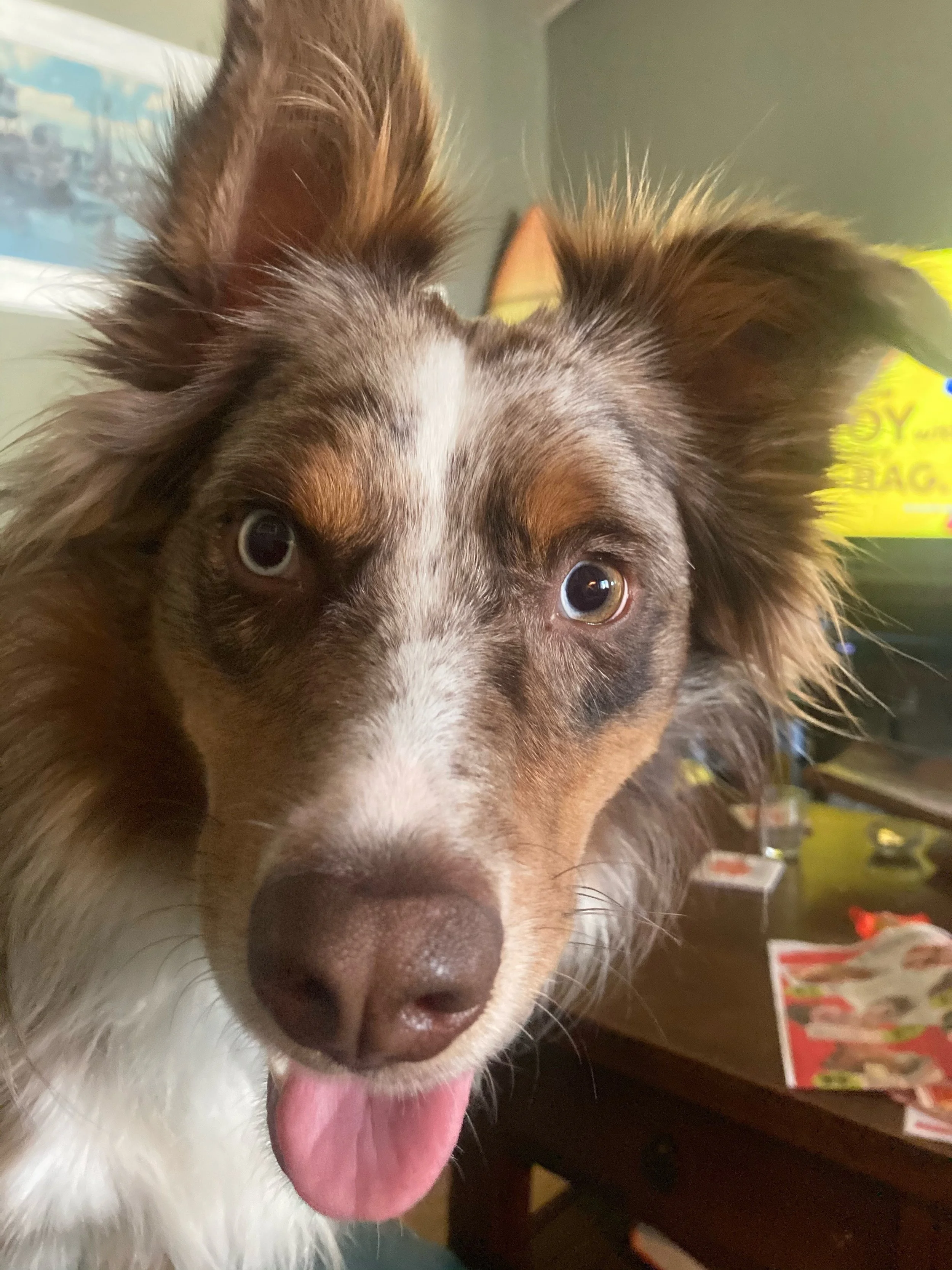 Dog Days of Summer