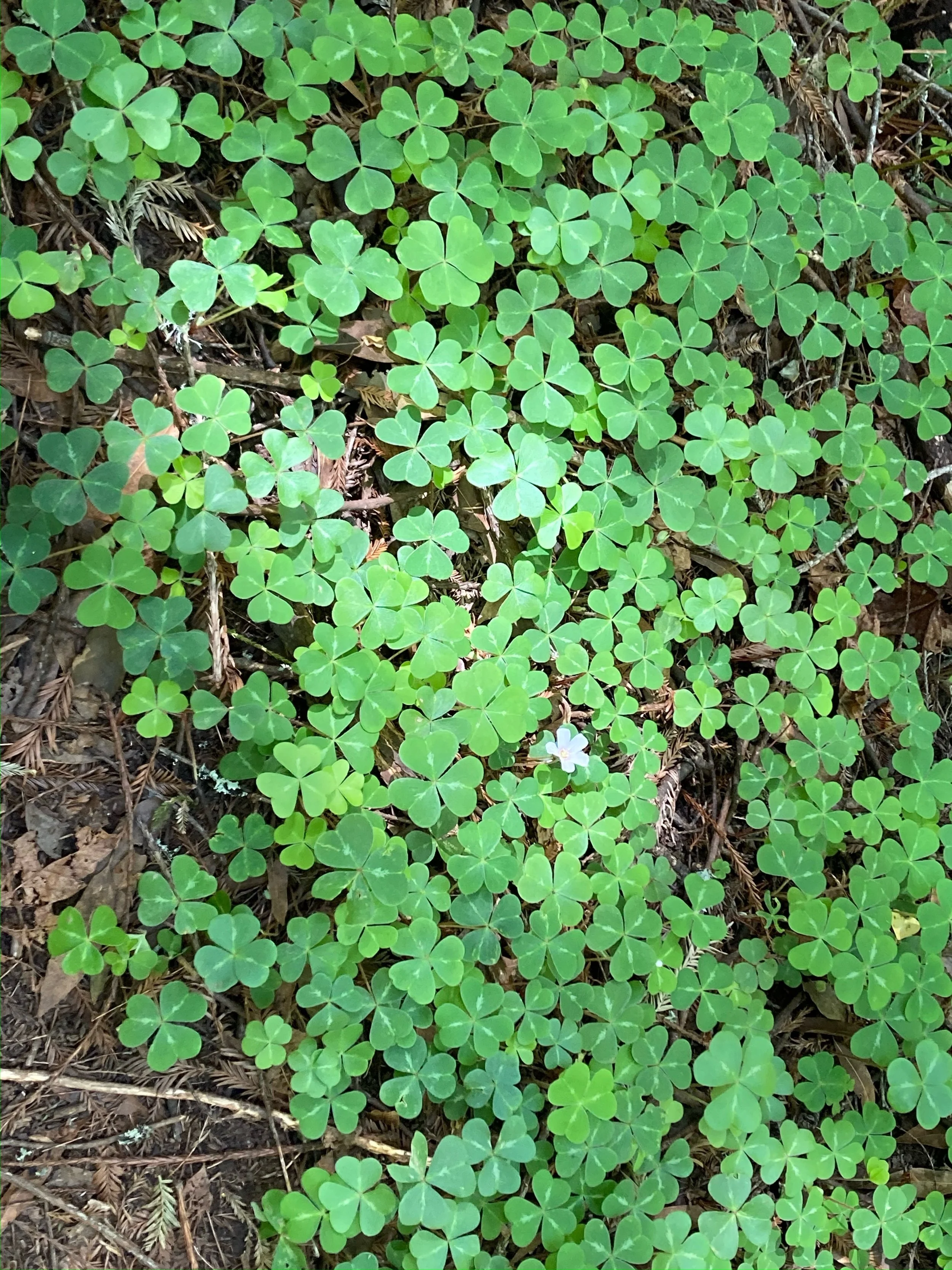 I'm Looking Over A Four-Leaf Clover