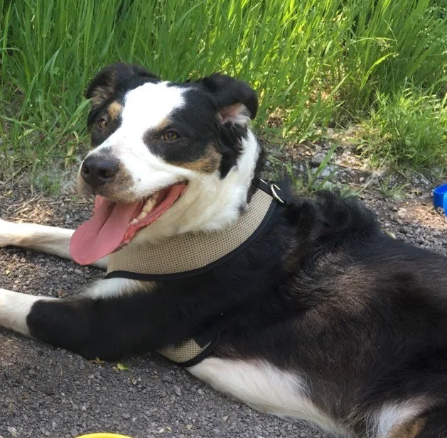 Finn