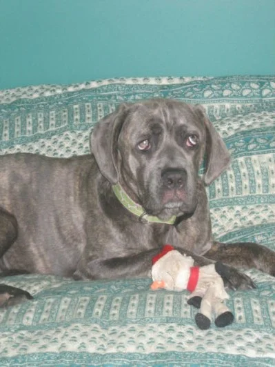 Frannie (Retired)