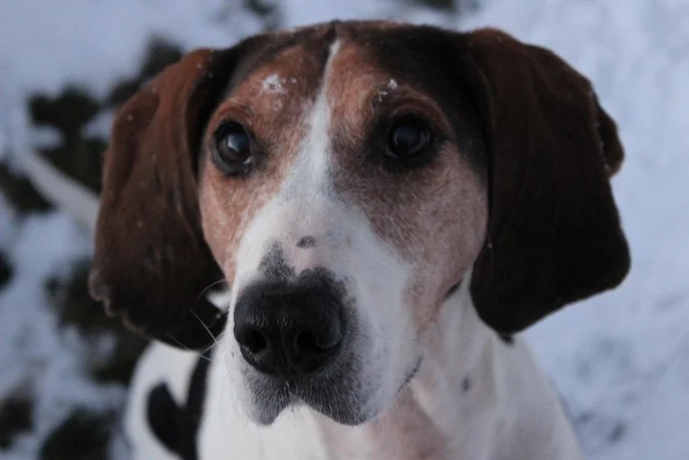 Mae Belle (Retired)