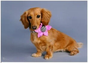 Olivia Lee Longbottom (Deceased)