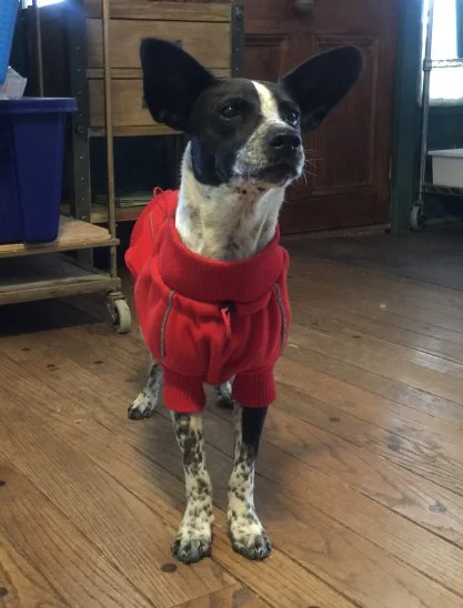 Pippa