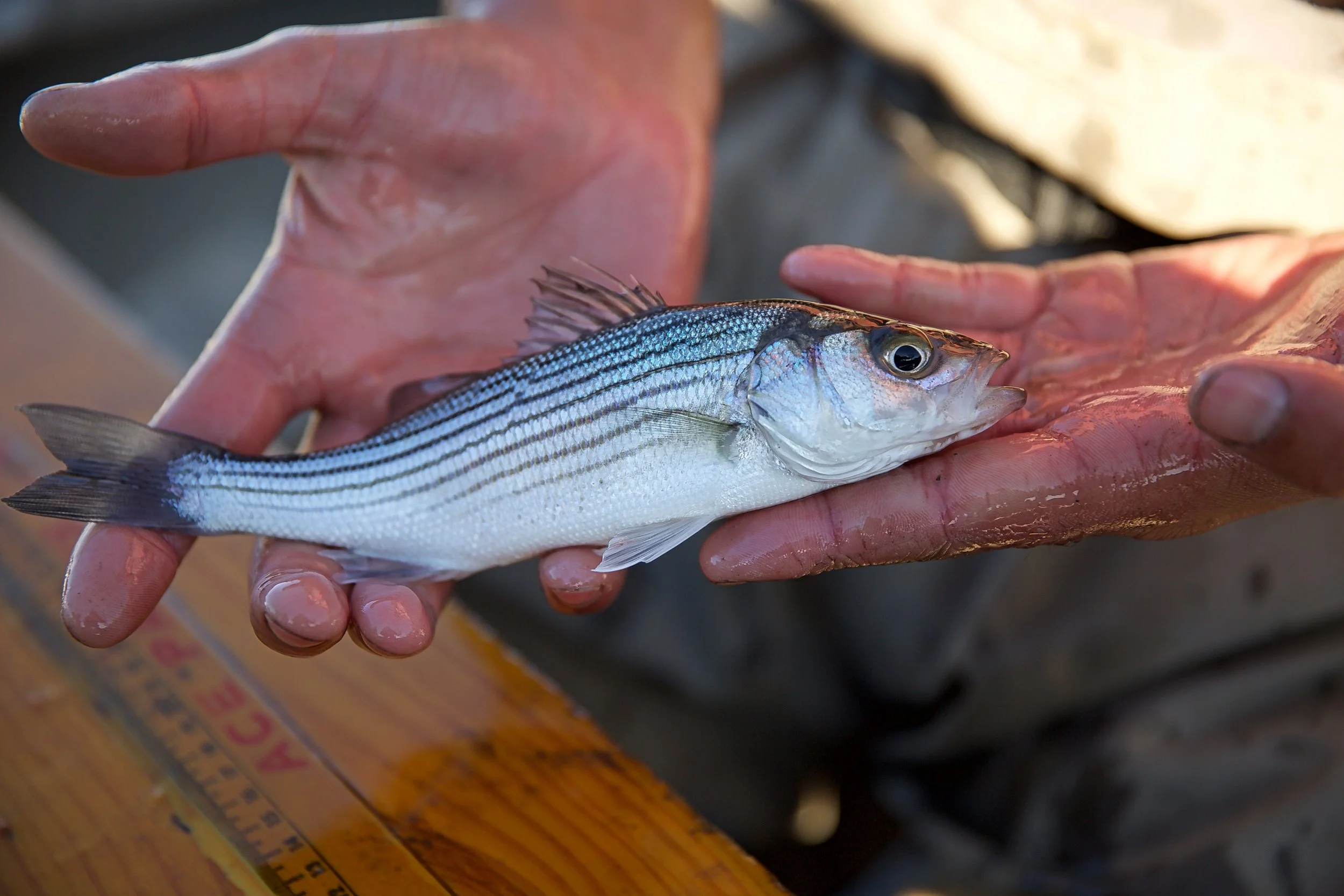 Striped Bass: The Red Herring in California’s Water Wars 