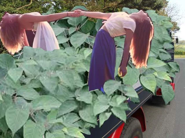 Tilly Greenbottle and Freya Clarke getting to grips with new Battle guidelines, putting the finishing touches to Mamma Mia! on a trailer full of Japanese knotweed in St Mary’s village