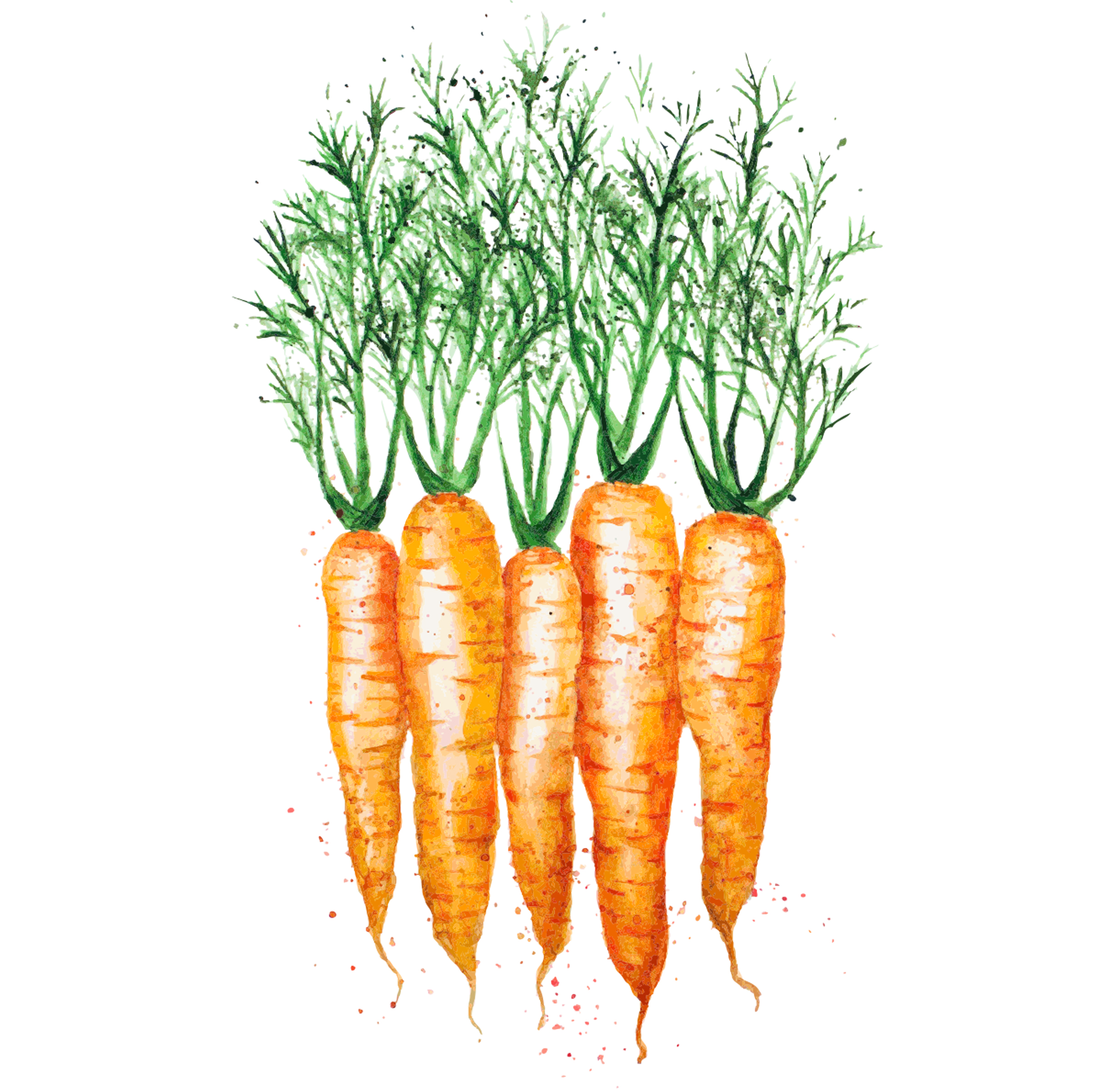 Carrots.jpg