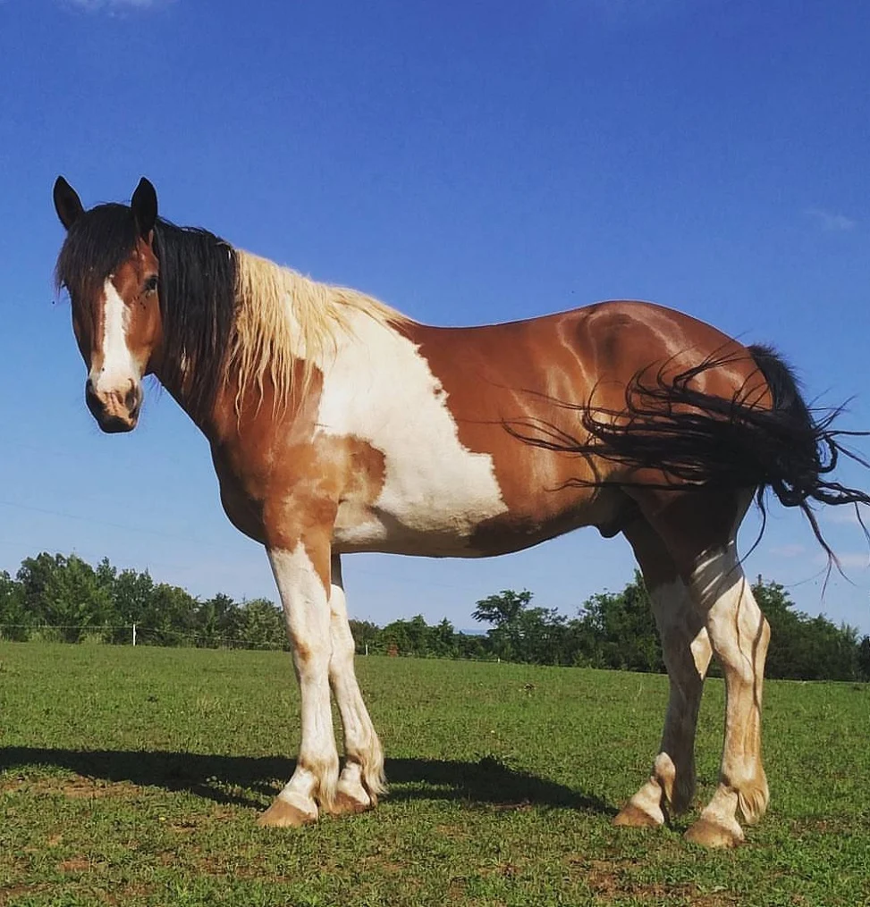 scroll_gila horse pic.jpg