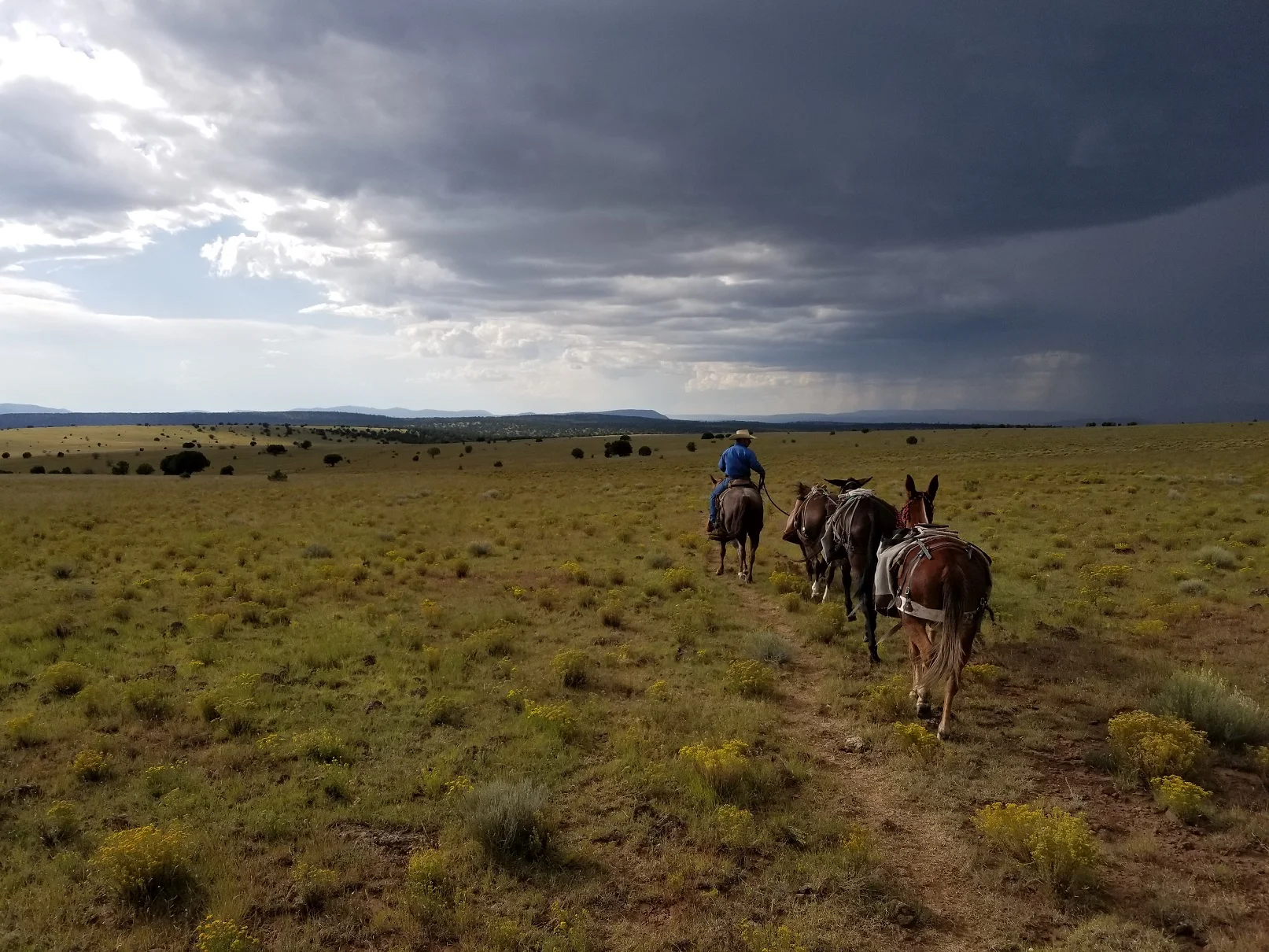 Horse train in NM Elk hunting.jpg