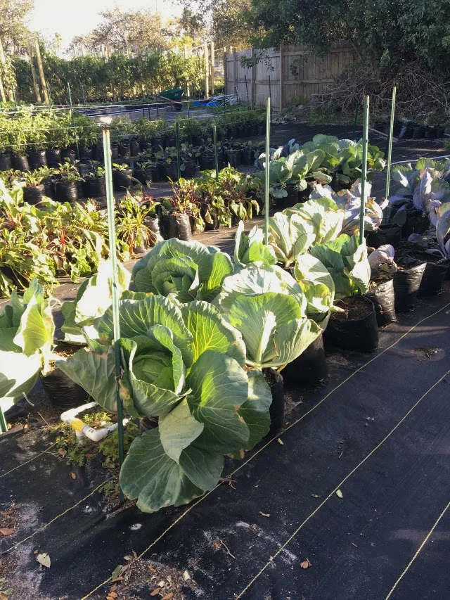 Ground Floor Farm cabbage.
