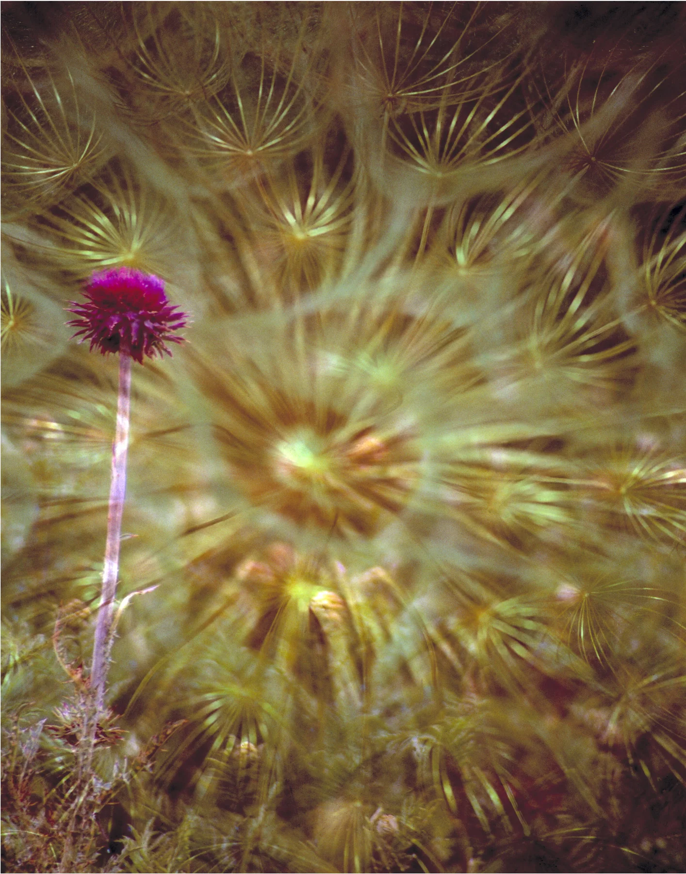 Dandelion