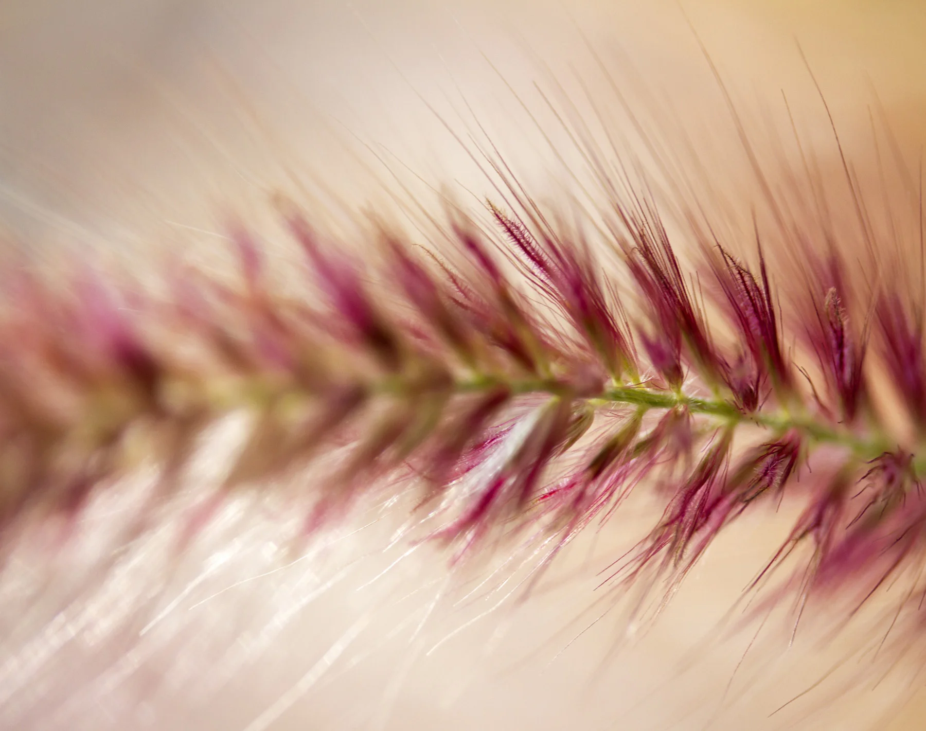 horsetail_web.jpg