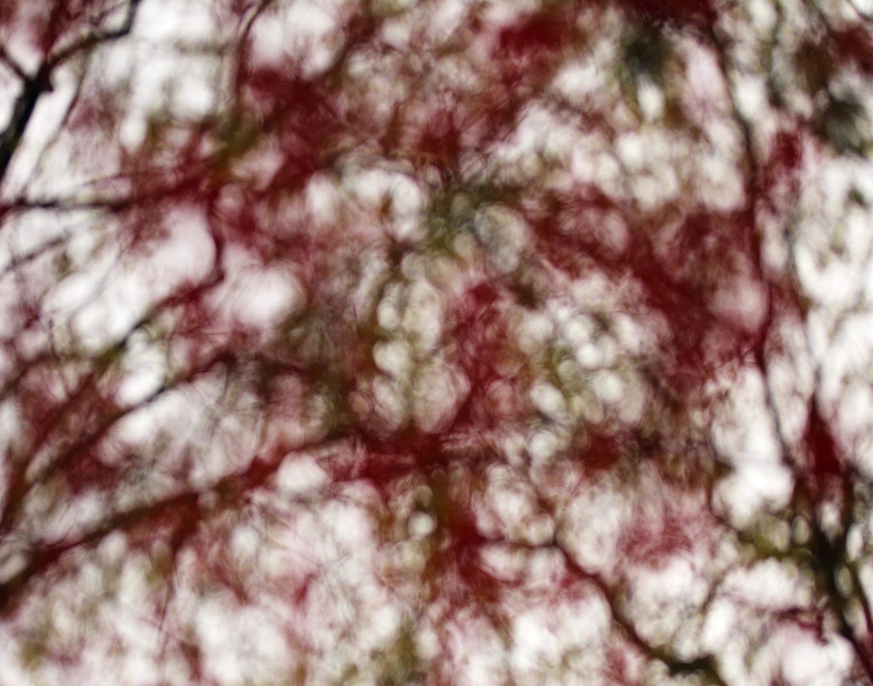 Japanese Maple