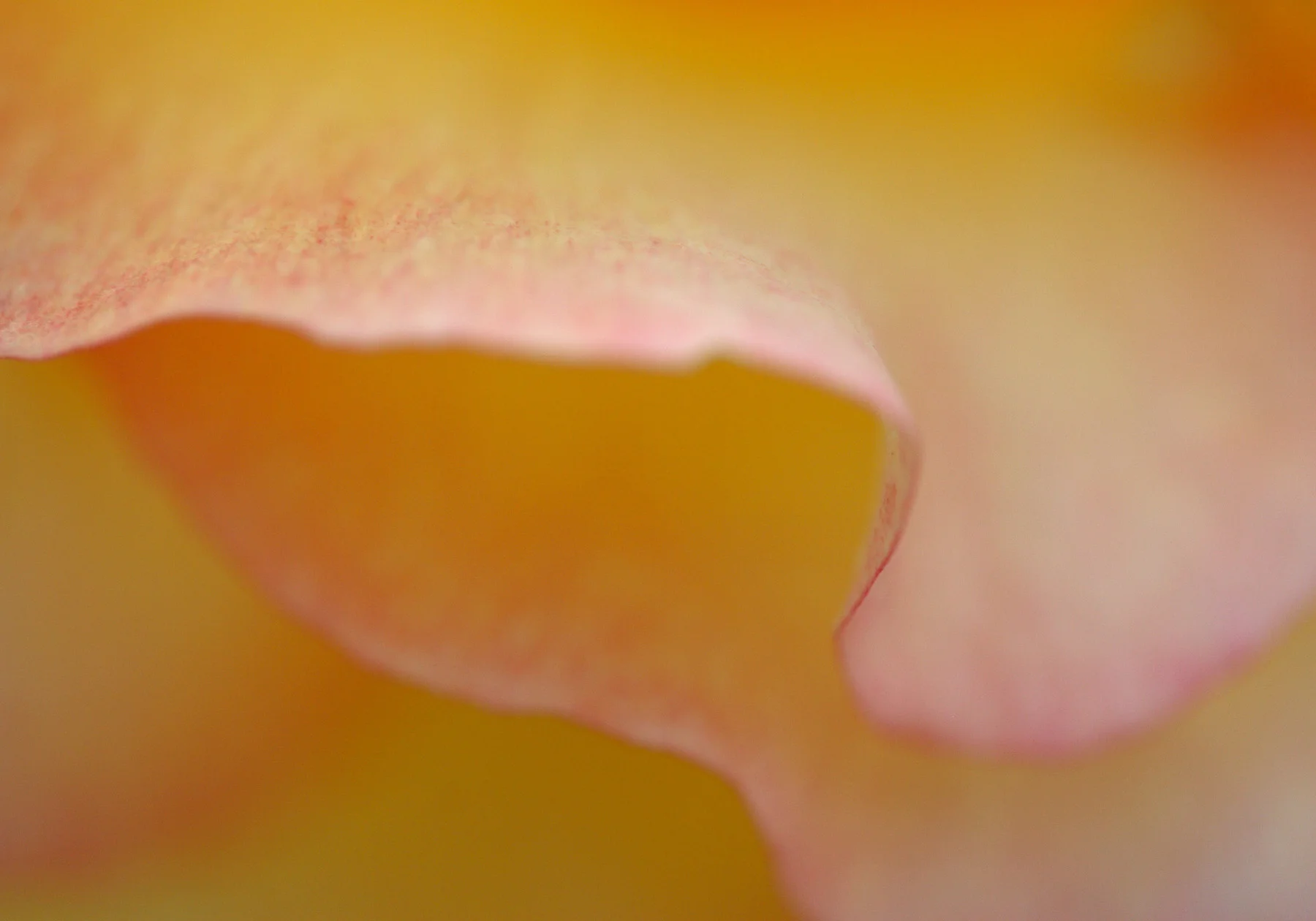 rose_edge_web.jpg
