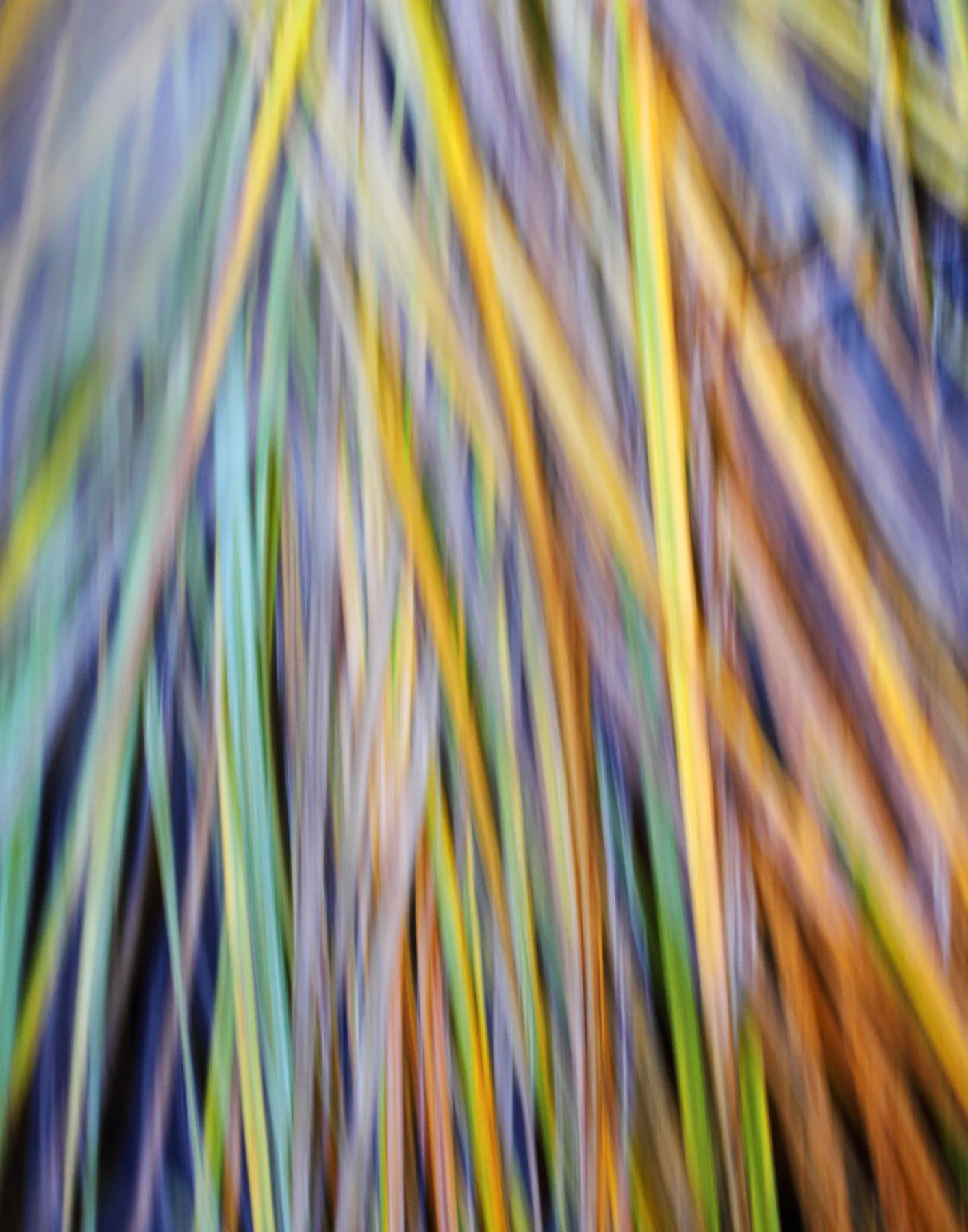 Reeds