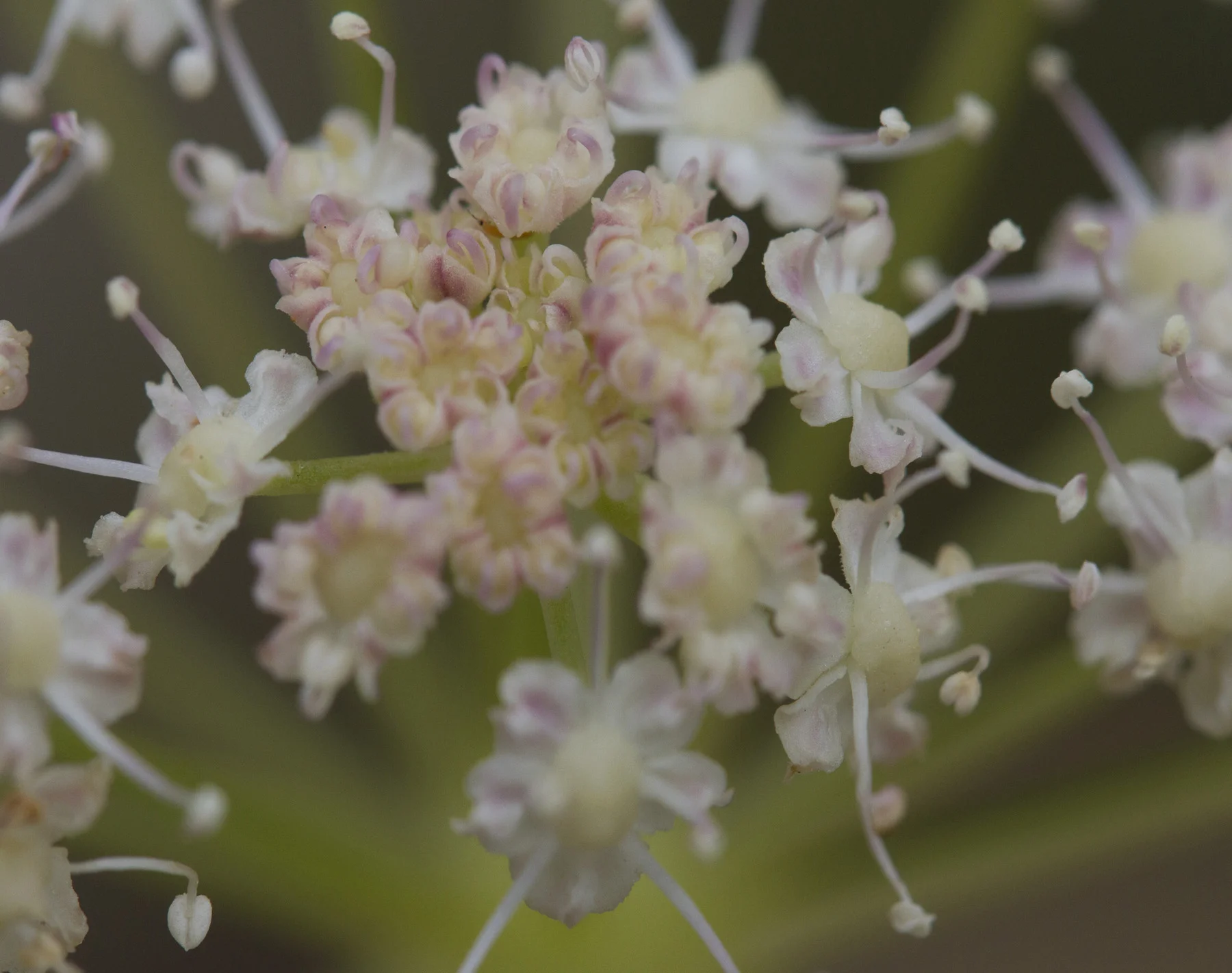 Yarrow
