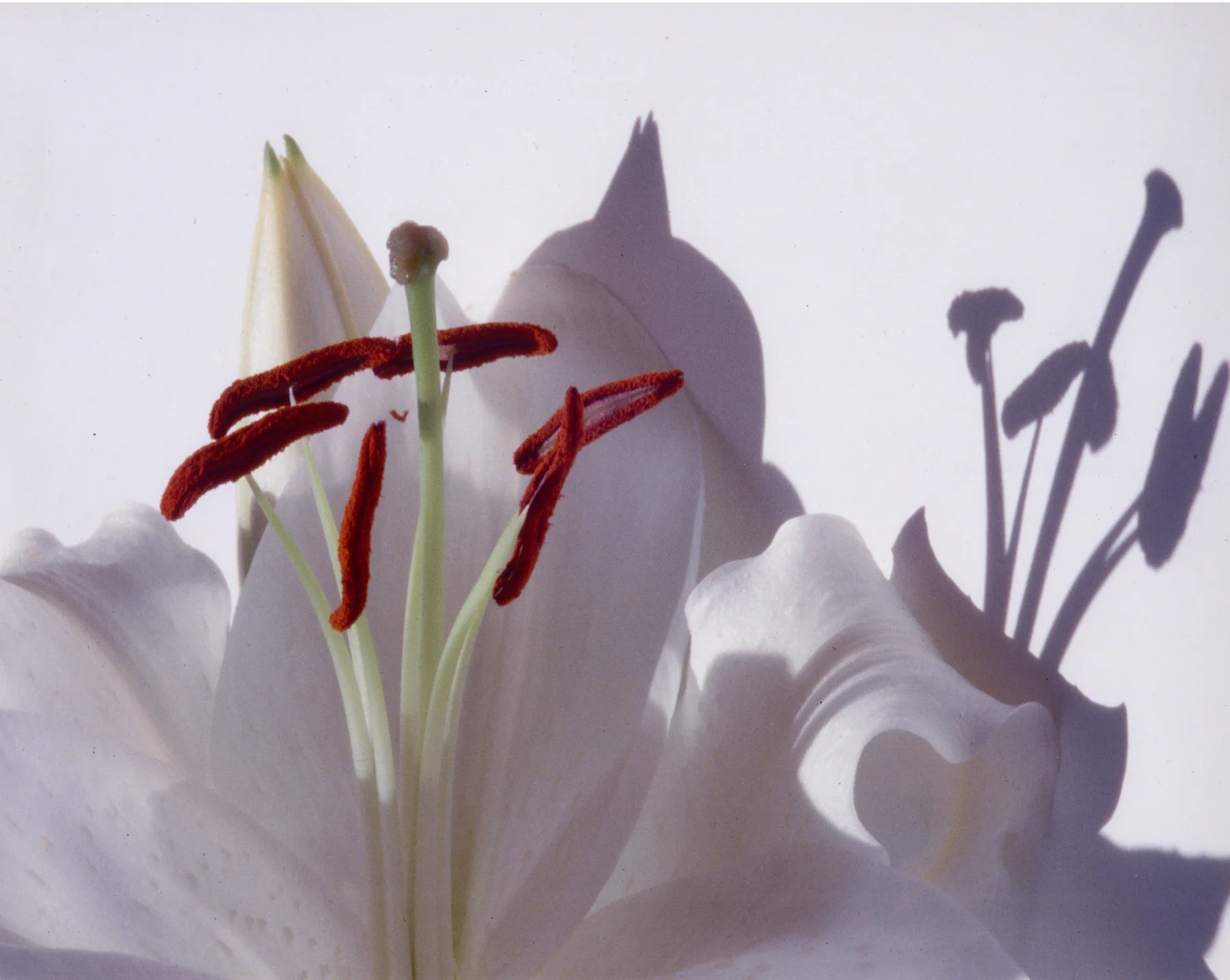 White Lily
