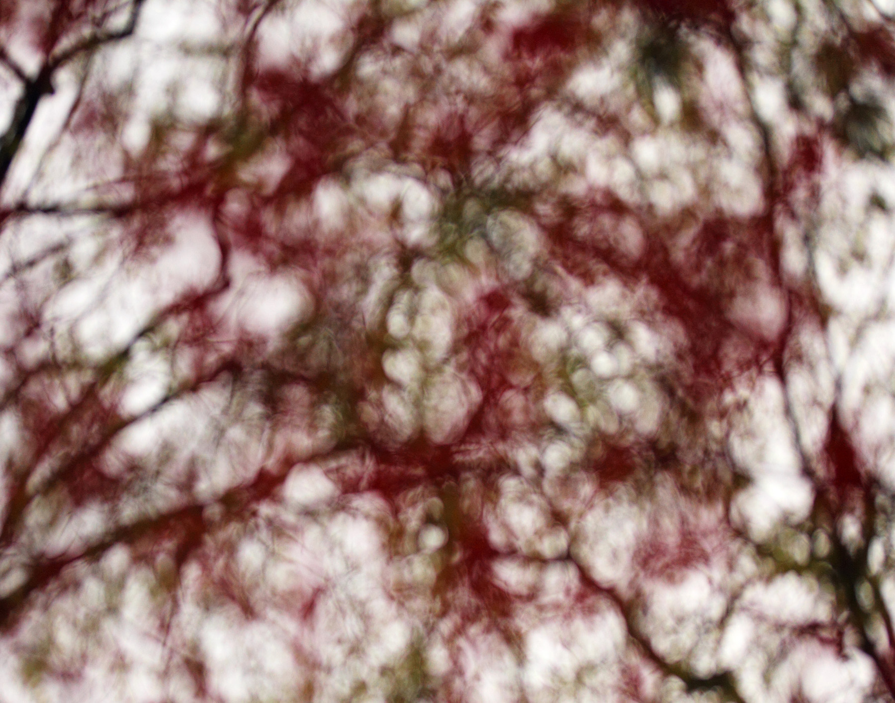 japanese_maple_web.jpg