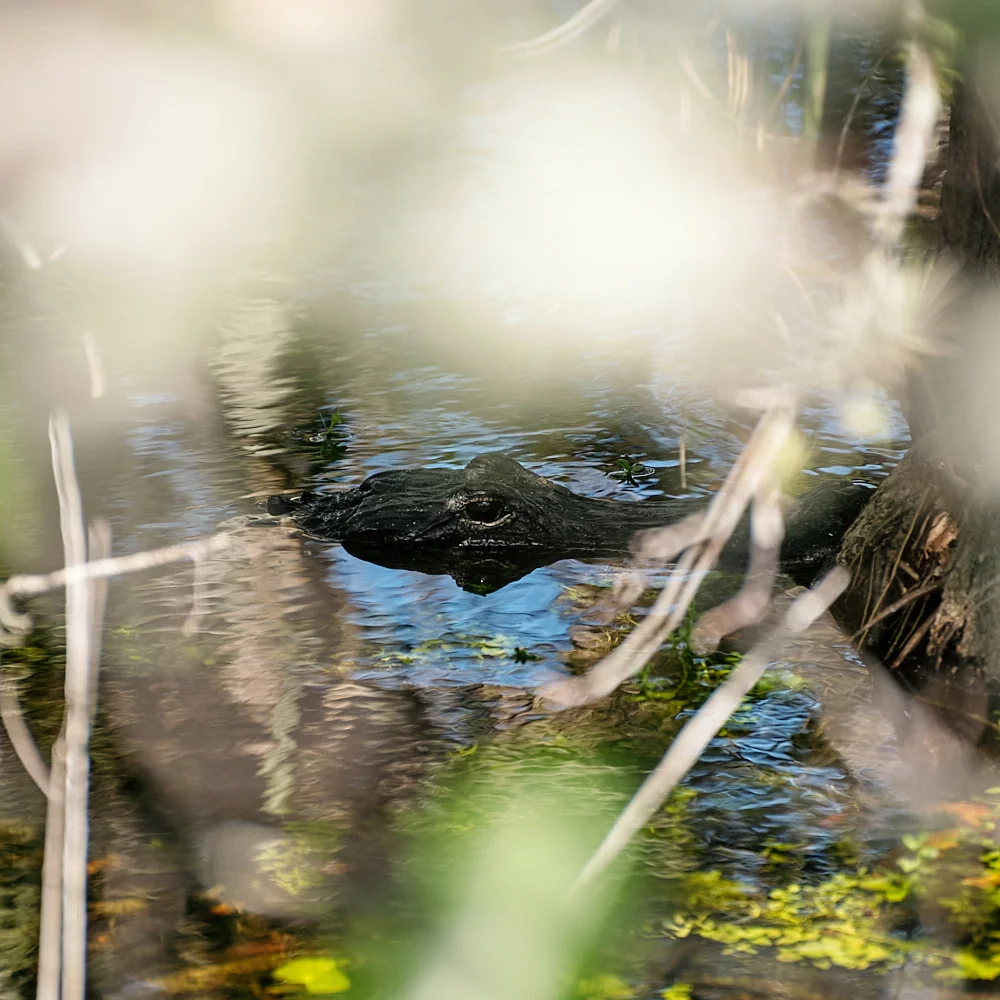 _DSC5184.jpg