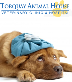 Torquay Animal House, New GOLD Sponsor