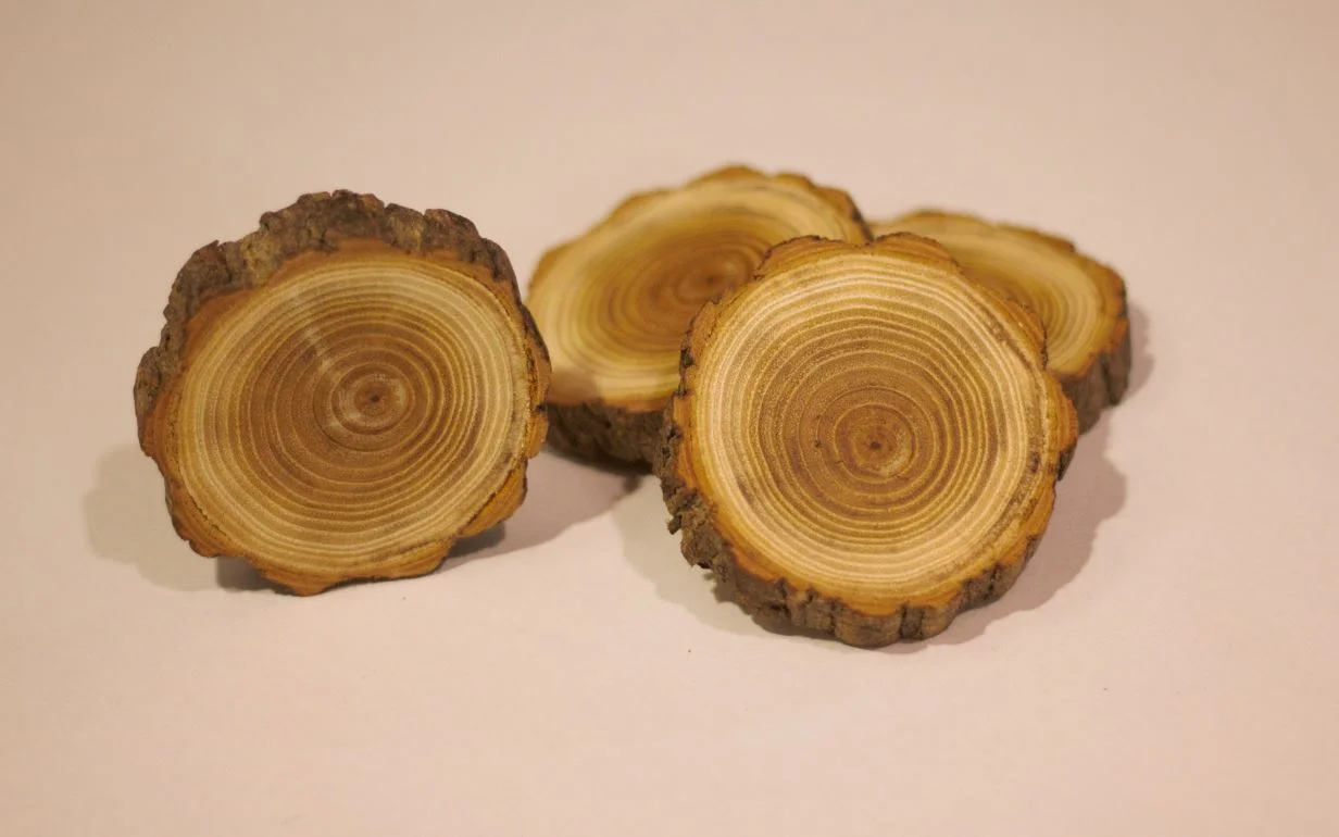 White Elm Coasters