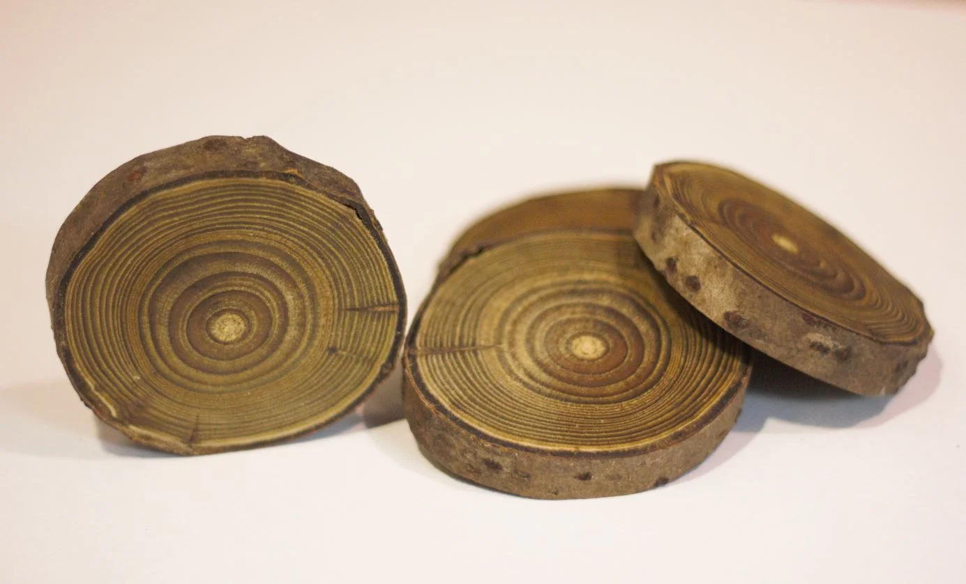 Staghorn Sumac Coasters