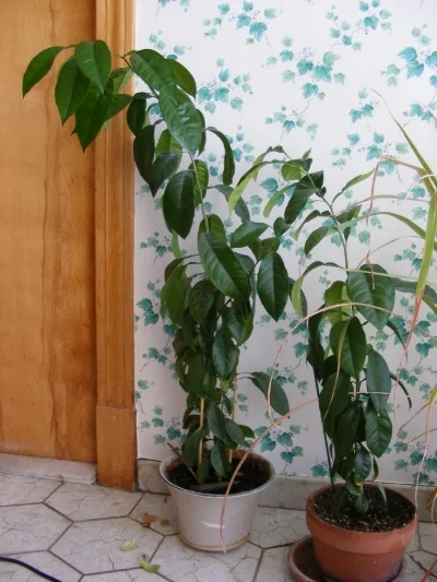 Jerusalem Orange Trees .3 (2).jpg