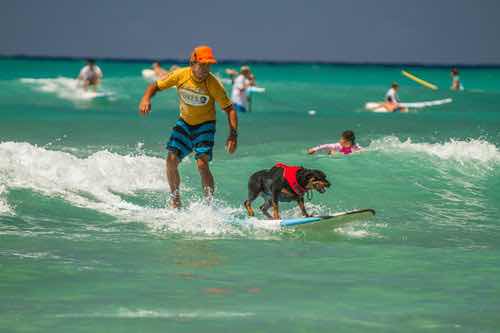 IMG_9784+Dogs+Surf+2016.jpg