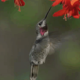 DirecTV GIF 2026.gif