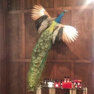 孔雀が飛んだぁ One Brooklyn Day