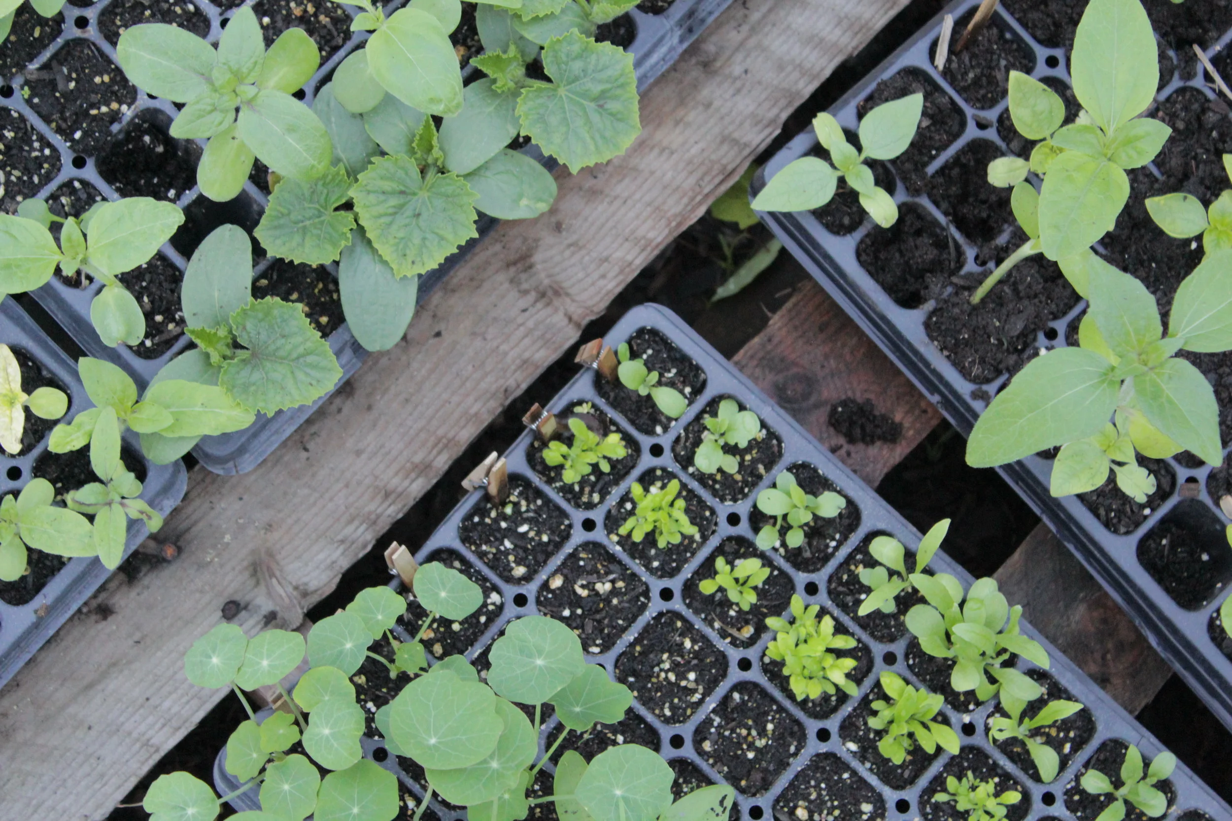 IMG_8929.JPG