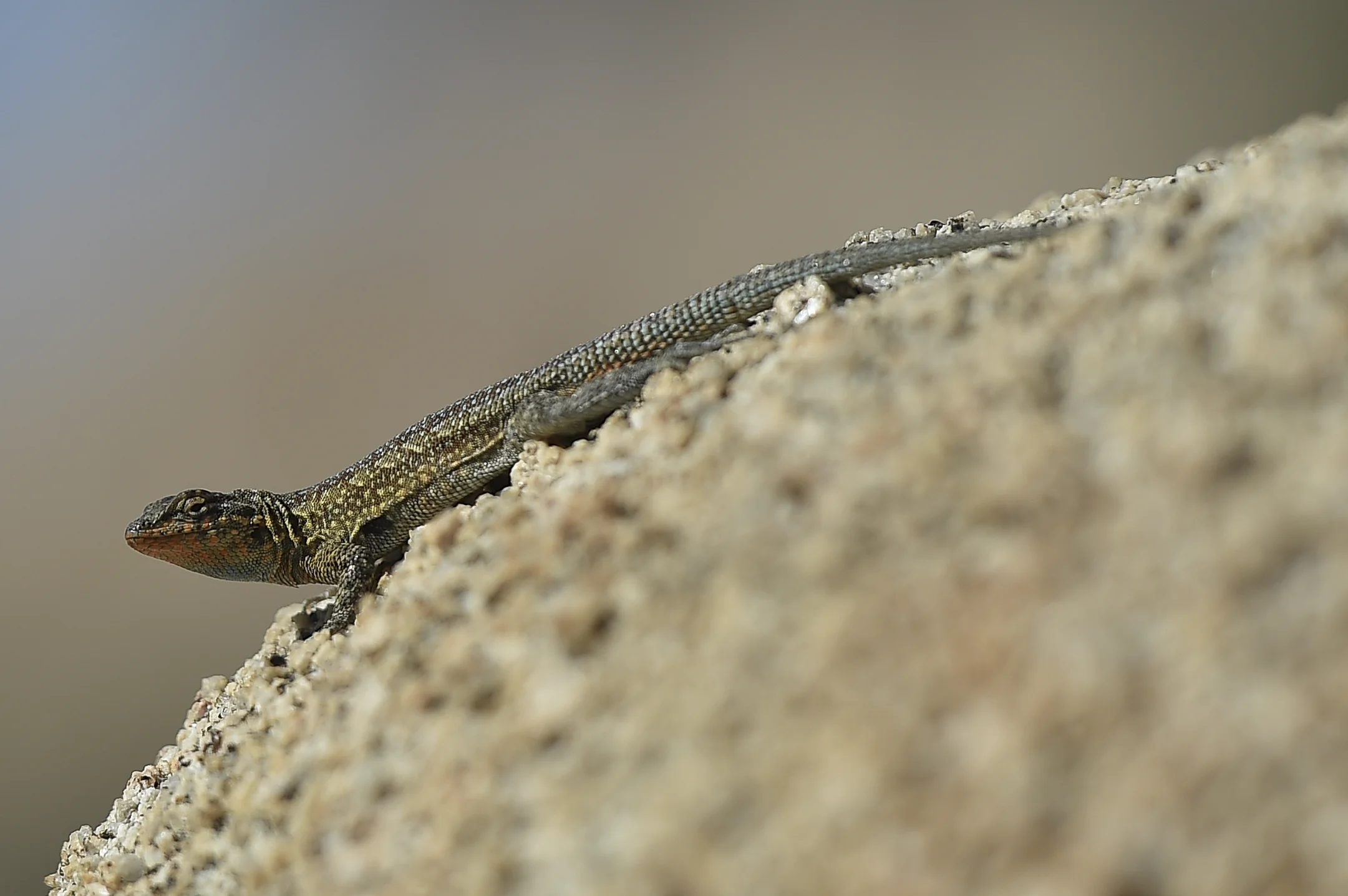 16C_8241-1.jpg