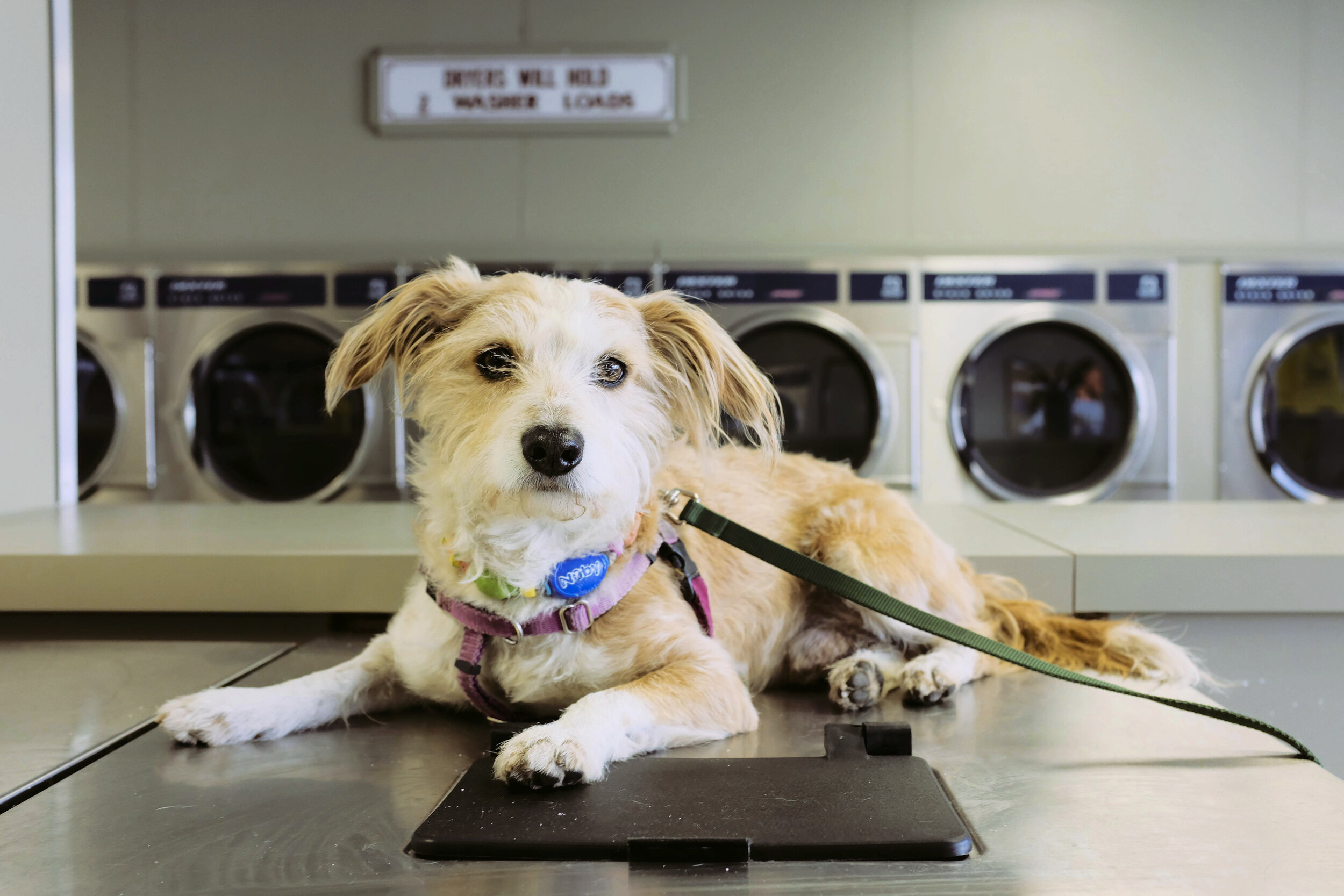 Laundry Pup