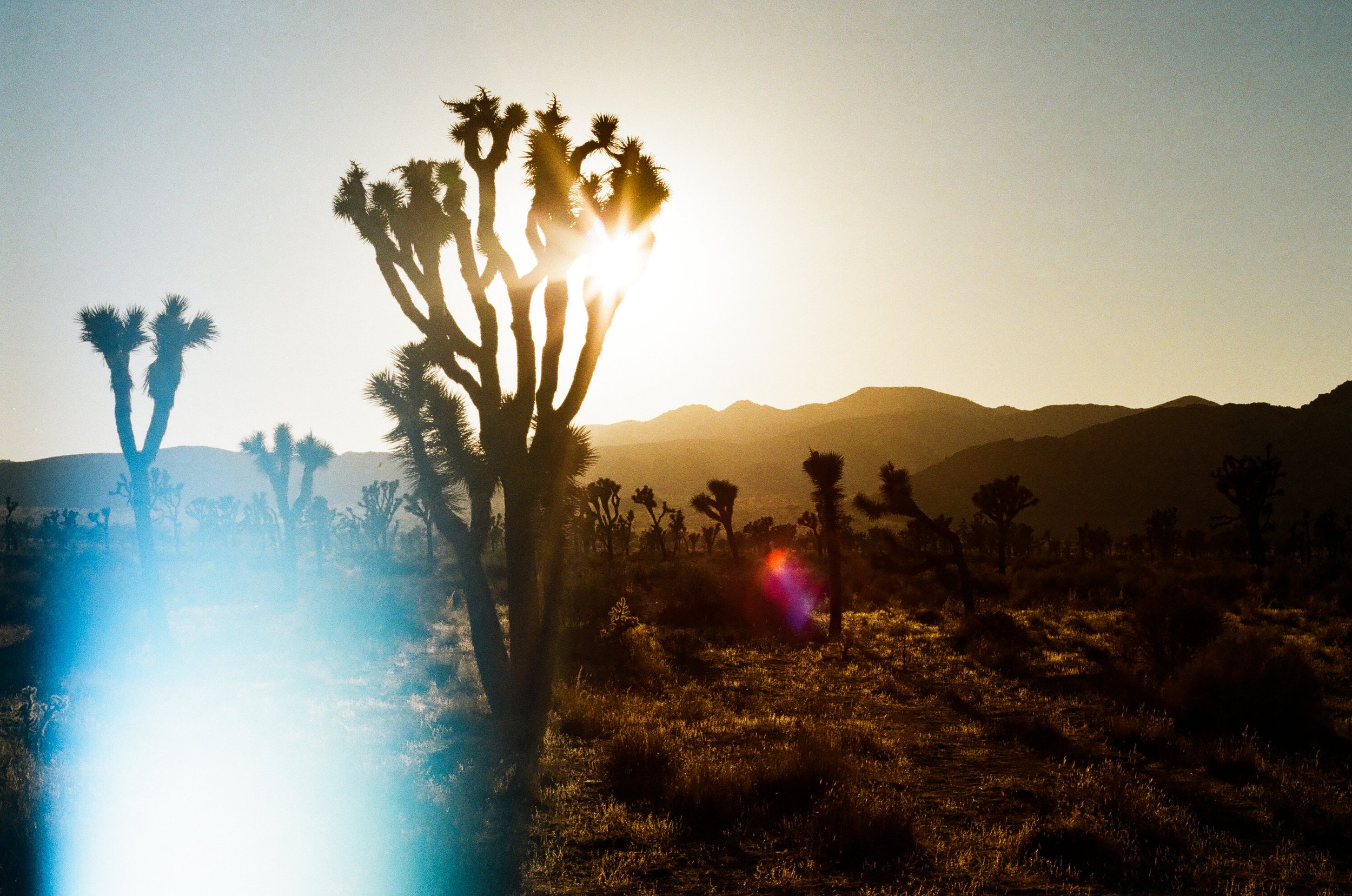 Sunset - Joshua Tree, CA.