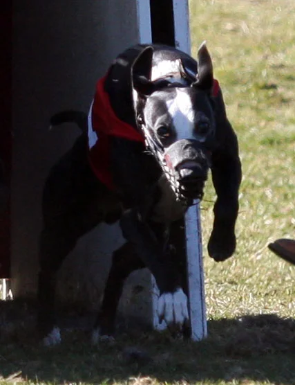 March race meet flyer