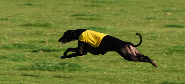 April 16/17, 2011 WWWA ASFA Results