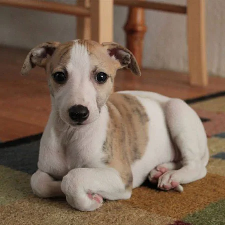 Lost Creek Puppy Party