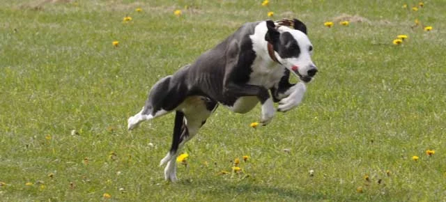 Summer Practice Dates