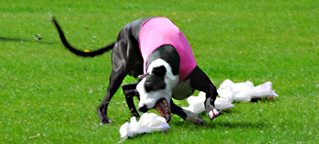 October 15/16, 2011 WWWA ASFA Results