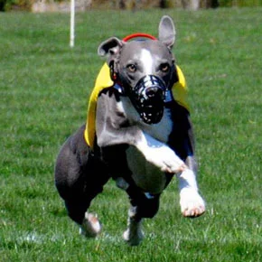 Darcy Shurin brags...