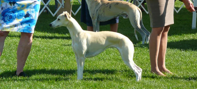 2012 WWWA Specialty Critiques and Photos