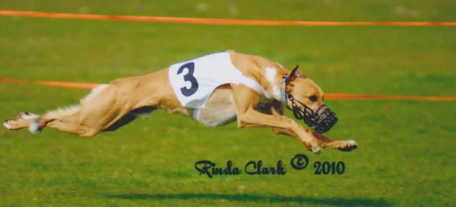 WWWA March 22/23, 2014 Race Meet Results