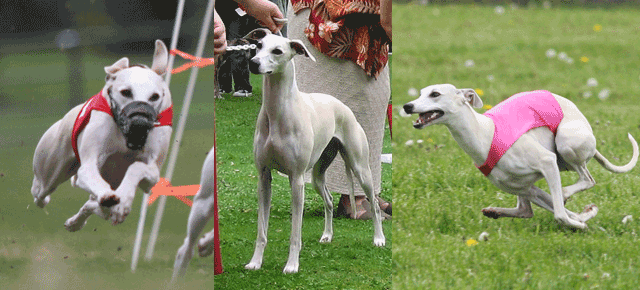 2014 Northwest Versatility Weekend