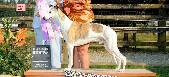 2014 WWWA Specialty Critiques