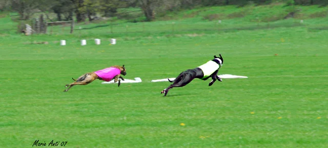 April 11/12, 2015 ASFA trials