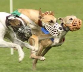 October 2017 Race Meets