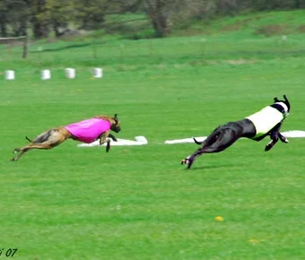 September 23/24, 2017 AKC tests and trials