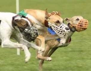 March 21/22, 2020 Race Meets - CANCELLED