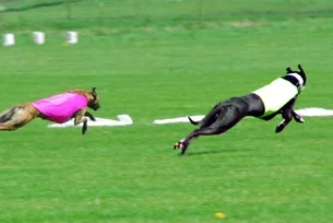 October 16/17, 2021 AKC lure coursing tests and trials