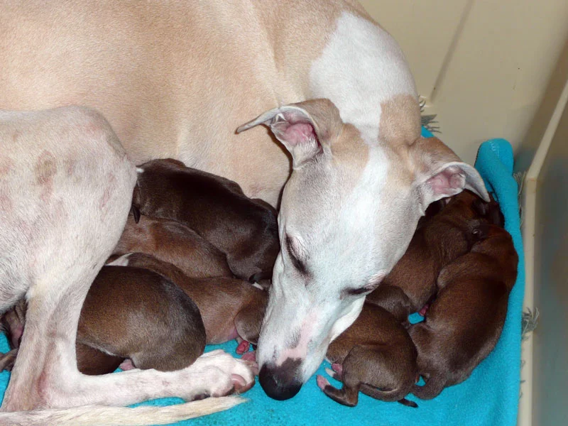 national whippet association