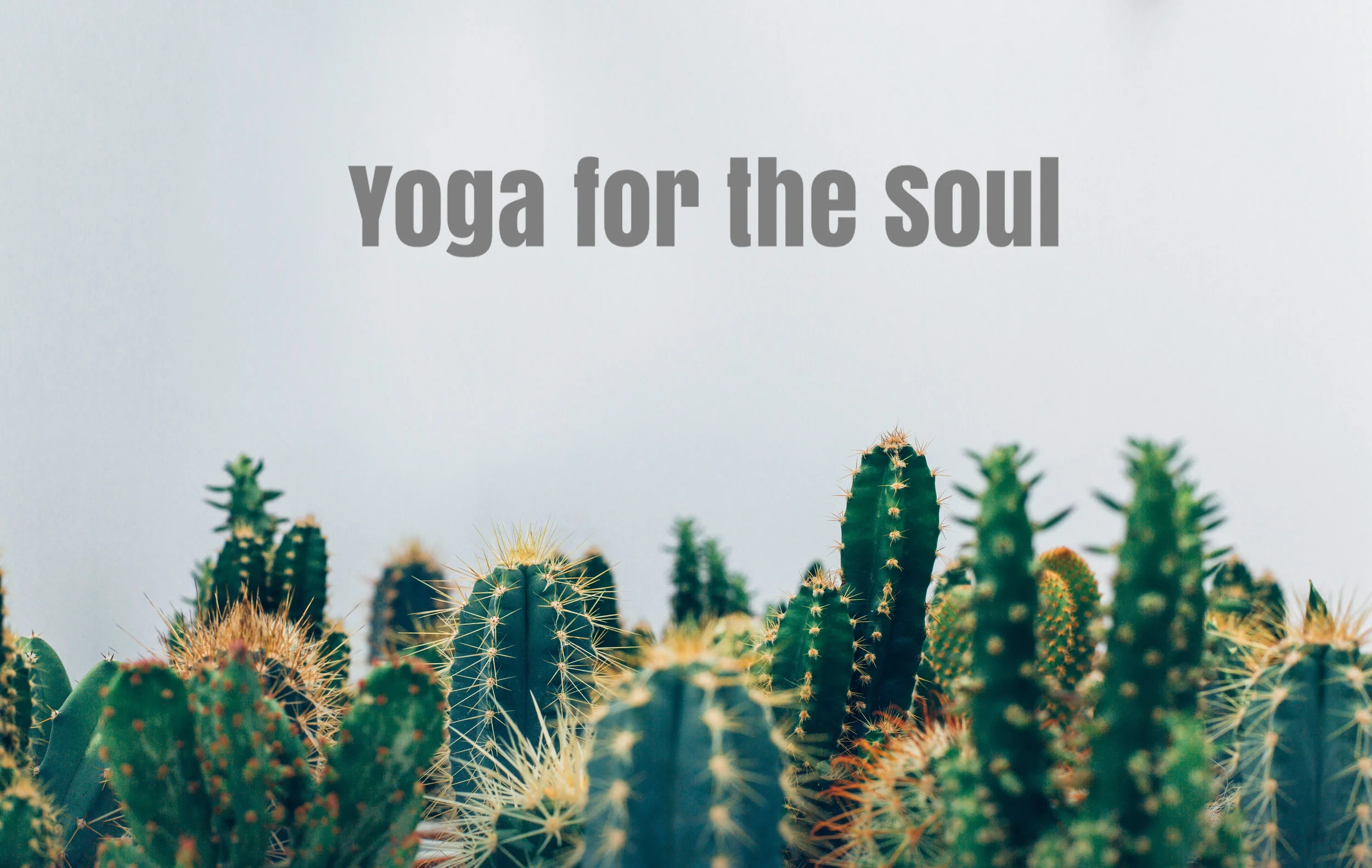 Vinyasa & Beginner's Flow 